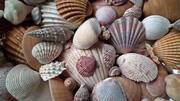Dekorasi rumah dengan kerang laut