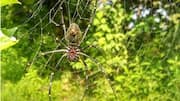 Keunikan Fauna Indonesia dalam Inovasi Teknologi Global