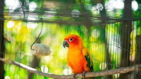 Begini cara merawat burung peliharaan Anda Begini cara merawat burung peliharaan Anda