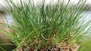 Rumput Hias yang Mudah Dirawat untuk Kebun di Perkotaan