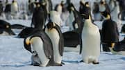Taktik Kelompok Penguin dalam Melawan Predator di Wilayah Kutub