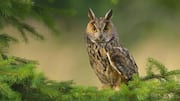 Mengungkap Lima Kesalahpahaman Umum tentang Burung Hantu