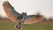 Penerbangan Hening Burung Hantu: Pemburu dalam Senyap