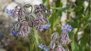 Manfaat Menanam Borage di Kebun Rumah