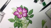Strategi Komposisi untuk Ilustrasi Botani yang Lebih Hidup