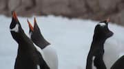 Mengungkap Suara-Suara Unik dalam Komunikasi Penguin