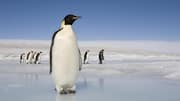 Memahami Cara Komunikasi yang Unik dari Penguin