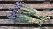 Buket lavender: Pengusir ngengat alami untuk lemari dan laci