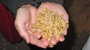 Manfaat Barley Malt untuk Kebun Sayur di Rumah
