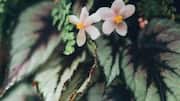 Cara Merawat Begonia Rex di Ruang Tamu