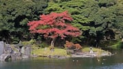 Tempat Botani Tersembunyi di Tokyo untuk Dikunjungi