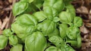 Cara mengejutkan basil menyegarkan rumah Anda