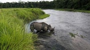 Mengungkap Peran Badak dalam Keanekaragaman Hayati