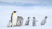 Peran Pengasuhan Penguin: Tanggung Jawab Bersama di Habitat yang Dingin