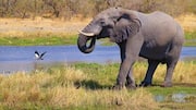 Menjelajahi Botswana: Konservasi Liar Terbaik untuk Safari