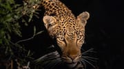 Mengungkap Perilaku Unik Macan Tutul di Malam Hari
