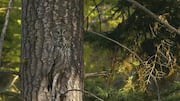 Taktik Kamuflase Burung Hantu yang Menakjubkan