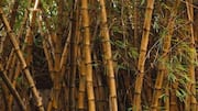 Pemanfaatan Bambu: Penerapan Teknologi Terbarukan