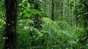 Pemantauan Kesehatan Hutan Hujan dengan AI