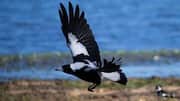 Mengungkap Rahasia Burung Magpie dalam Menavigasi Lingkungan Sekitar