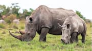 Lima Lokasi Habitat dan Konservasi Badak yang Luar Biasa