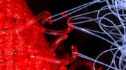 Mengenal Biomimikri di Sektor Teknologi Indonesia