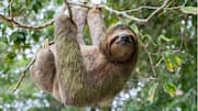 Manfaat Mengejutkan Kungkang bagi Hutan Hujan
