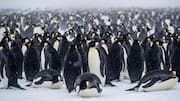 Rahasia Kehangatan di Balik Kebiasaan Berkumpulnya Penguin