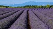 Menjelajahi Ladang Lavender di Provence, Prancis