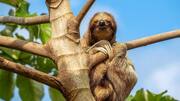 Peran Kungkang dalam Ekosistem Hutan Hujan