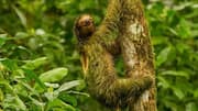 Memahami Ikatan Simbiotik antara Kungkang dengan Alga 