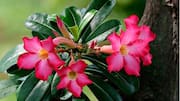 Tips Merawat Tanaman Adenium yang Efektif
