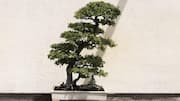 Lima Rahasia Merawat Bonsai agar Tumbuh Subur