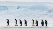 Taktik Migrasi Luar Biasa Penguin di Iklim Ekstrem