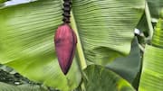 Teknik unik mengolah jantung pisang