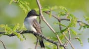 Mengungkap Kebiasaan Berkumpulnya Kingbird setelah Matahari Terbenam