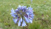 Menanam Agapanthus Biru di Taman Anda