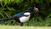 Mengungkap Kebiasaan Mencari Makan Burung Magpie yang Unik