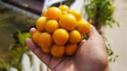 Cara Menanam Cape Gooseberry di Segala Iklim