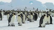 Beberapa Fakta Menarik tentang Ikatan Pasangan Penguin