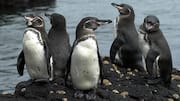 Mengungkap Sederet Mitos tentang Penguin