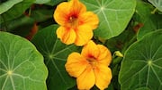 Manfaat Kuliner Bunga Nasturtium
