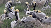 Keajaiban Habitat Pelikan: Tempat Bersarang yang Tidak Biasa