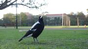 Mengamati Kehidupan Burung Magpie di Lingkungan Perkotaan