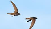 Lima Tantangan Unik yang Dihadapi Burung Swift dalam Migrasi Tahunan