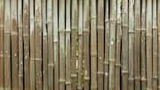 Bambu: Material Ramah Lingkungan untuk Konstruksi
