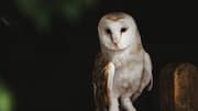 Burung Hantu: Ahli Meniru Suara di Malam Hari