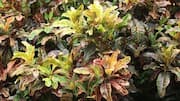 Manfaat Daun Puring dalam Berkebun di Rumah
