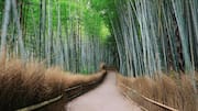 Menyusuri Hutan Bambu Jepang untuk Kedamaian