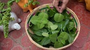 Lima Hidangan Berbasis Daun Ajwain yang Wajib Anda Cicipi